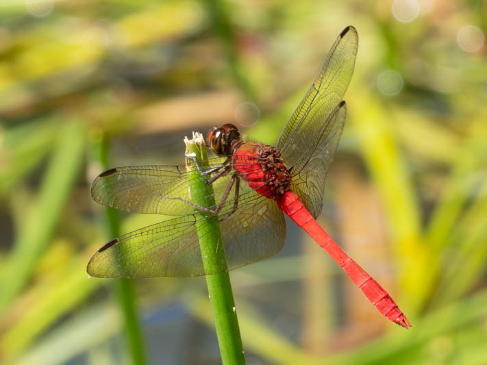 Rhodopygia hinei (Brilliant Redskimmer) male-6.jpg